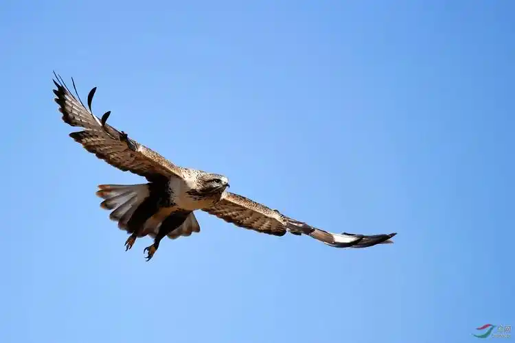 猛禽雄鹰展翅飞