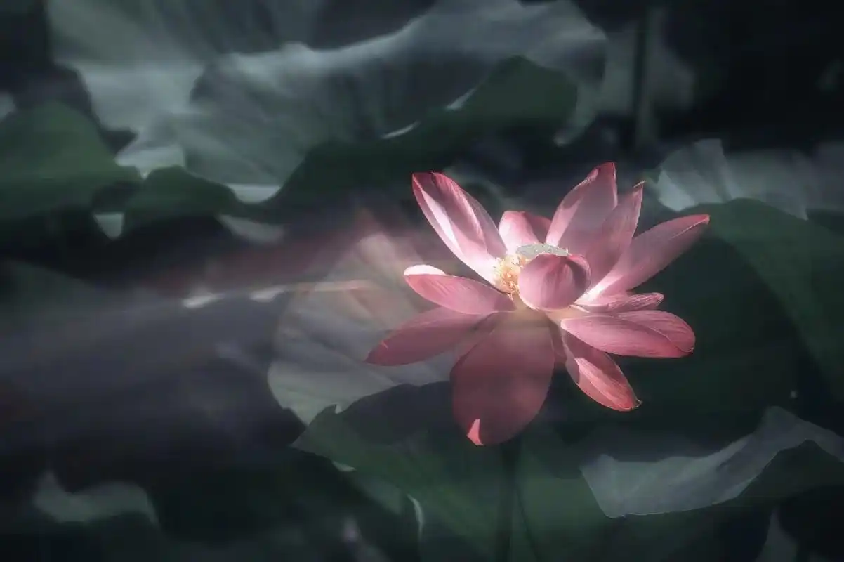 摇拍荷花技巧 1.打开相机多重曝光模式,准备拍摄两张照片合成 2.