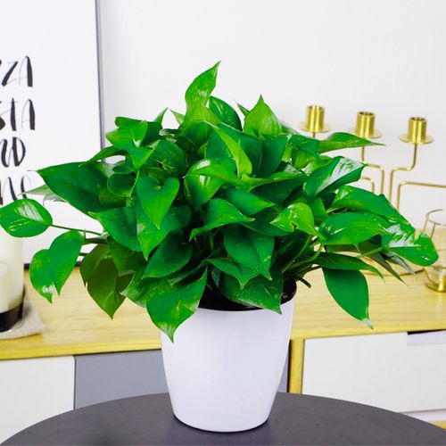 l绿萝盆栽植物室内水培植物吸甲醛去异味观叶植物净化空气绿植