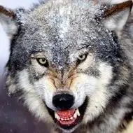 狼图片大全大图霸气凶猛霸气的狼头像图片