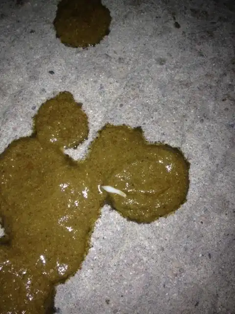 今天狗狗便便拉出来这种虫子.请问有人知道这是什么吗_百度知道