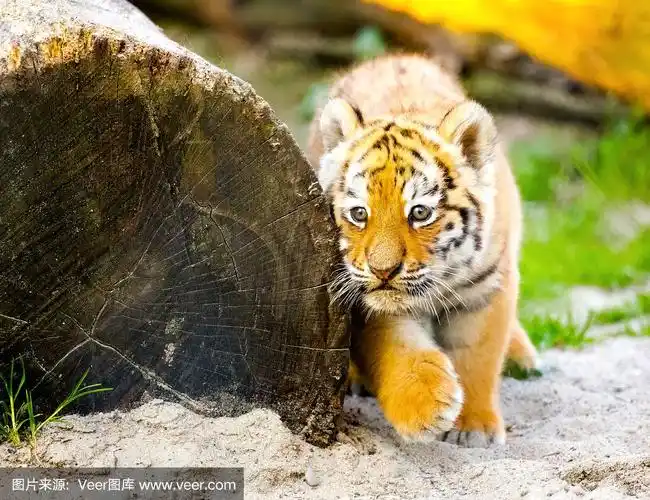 老虎幼崽