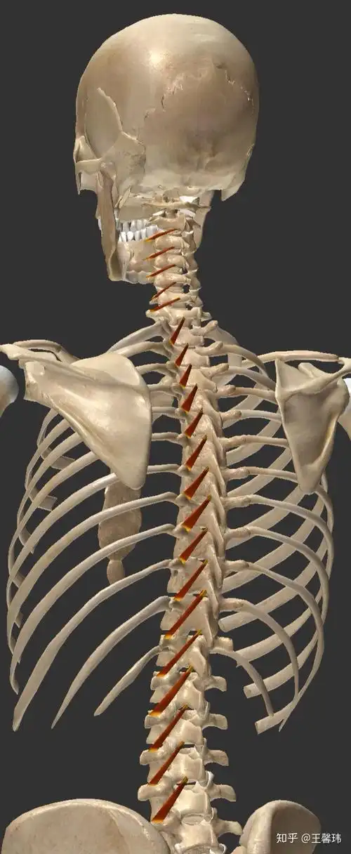 那些被我们忽略的小肌肉系列之回旋肌