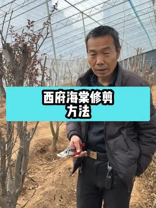 西府海棠修剪方法