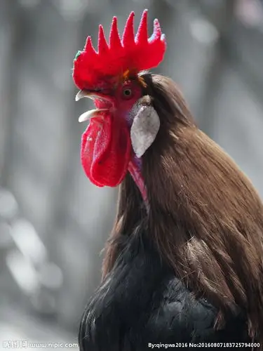 大公鸡摄影图__家禽家畜_生物世界_摄影图库_昵图网nipic.com