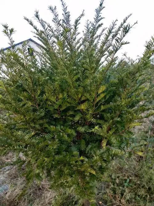 江西广东广西湖南湖北河南贵州黑龙江其中,中国红豆杉是中国特有品种