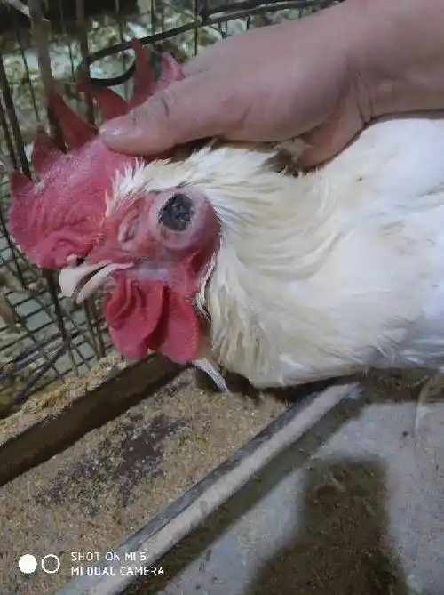 求助鸡耳朵有渗出物