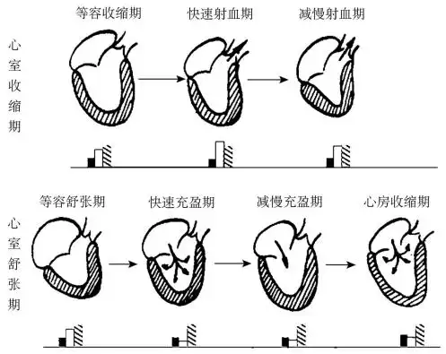 心脏的泵血过程 - 文稿网