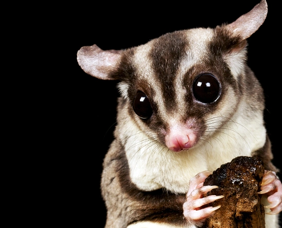 蜜袋鼯是一种有袋动物,体型很小,有滑行膜