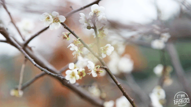 广州下雪啦800000㎡香雪梅花绽放超美