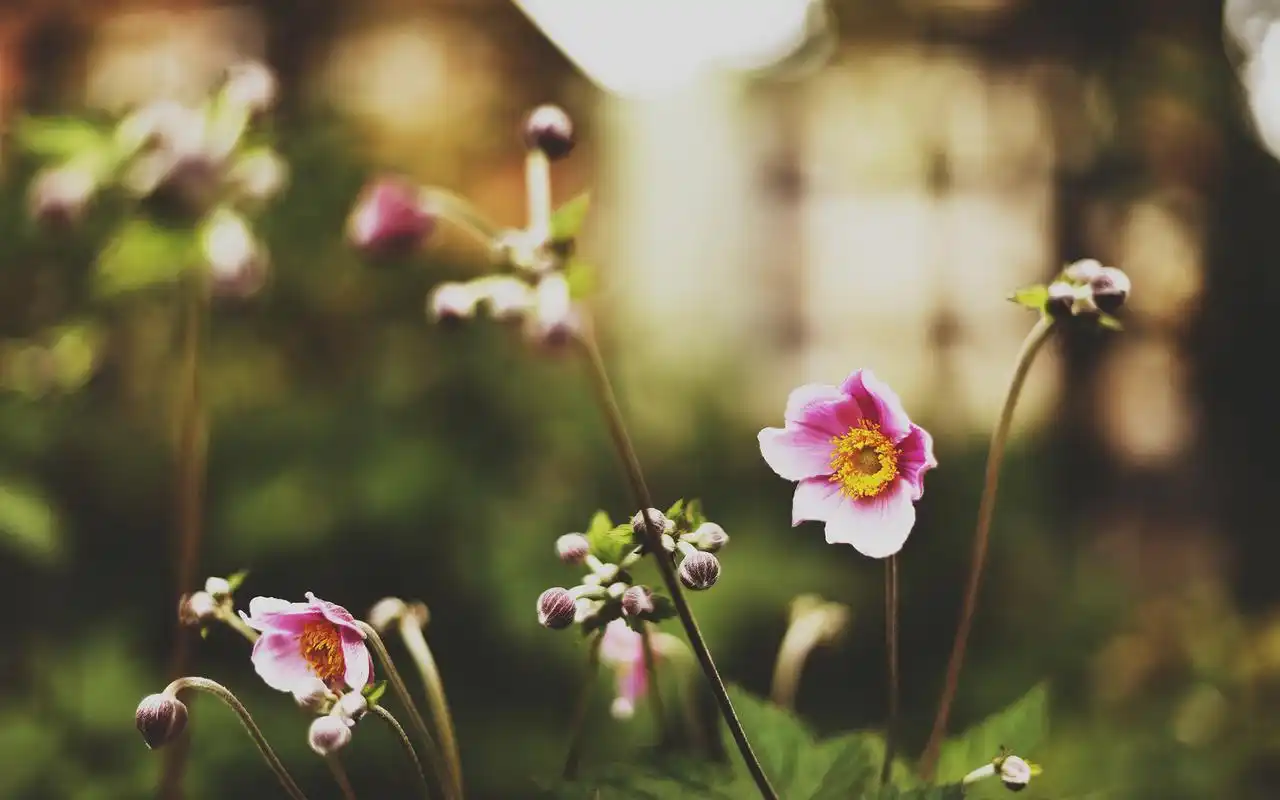 清新自然花卉植物win7电脑桌面屏保主题壁纸