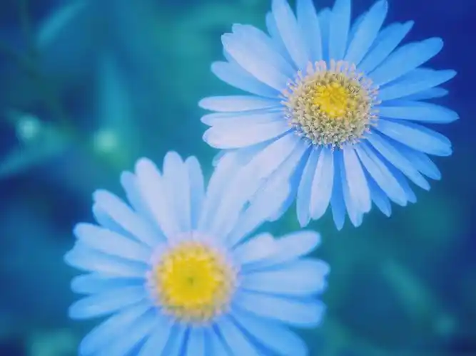 蓝色的雏菊模糊特写 壁纸 - 1920x1440