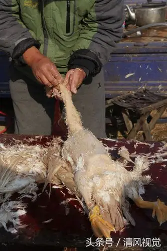农村大集上专干"拔毛"生意,半天赚600多元