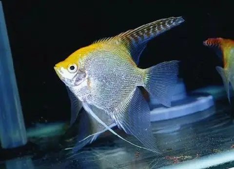 白玉凤凰鱼怎么养详细介绍「干货」 -骁龙网