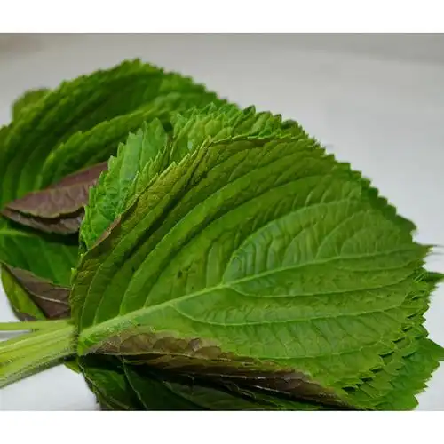 家乡情东北苏子叶烤肉叶包饭叶日式料理紫苏寿司农家新鲜采摘250克