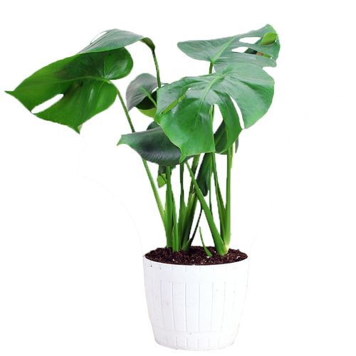 空气虎皮卧室客厅盆栽气大净化甲醛装修新房绿植