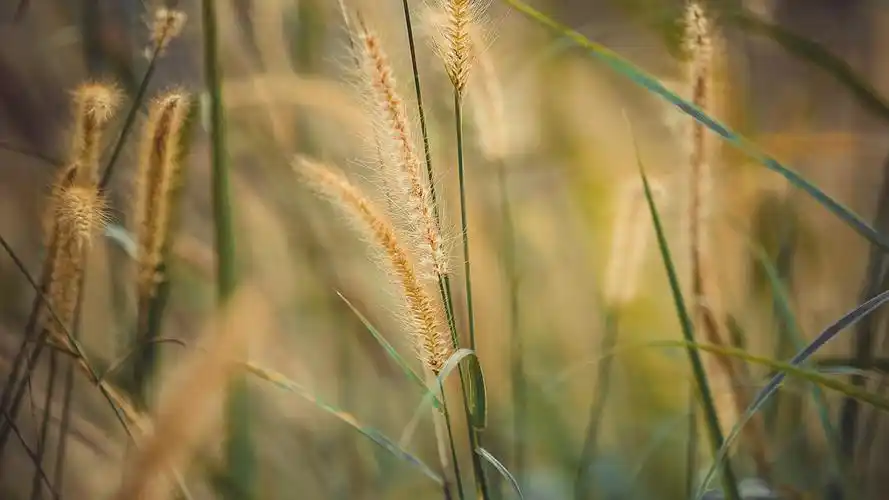 小清新,唯美意境,小清新,唯美,电脑壁纸,壁纸小清新唯美风景