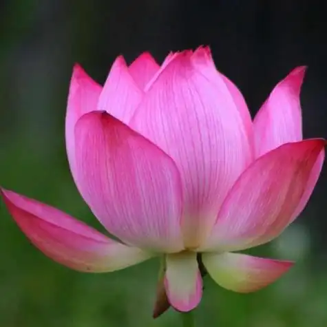 花的头像图片 花的头像微信头像_布阁拉