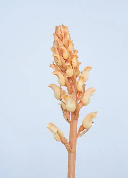 gastrodia elata 天麻,天麻属.