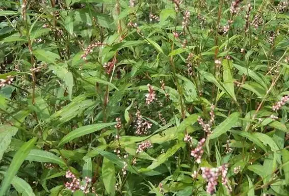 这种草各地方有各地方的叫法吧,我们这叫它野辣椒,其实它的学名叫辣蓼