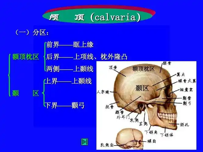 局部解剖学——头部