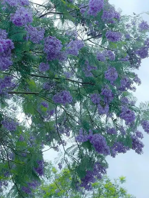 遇见蓝花楹抬头便看见了