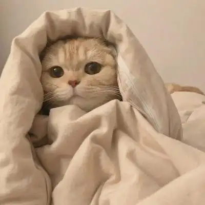 怎么会有这么可爱的修猫～喵呜_卡通动漫头像_我要个性网