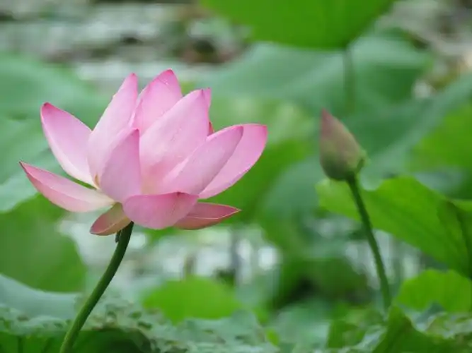 拍摄于炎热的夏季在荷花绽放季节老年大学同学们相约在