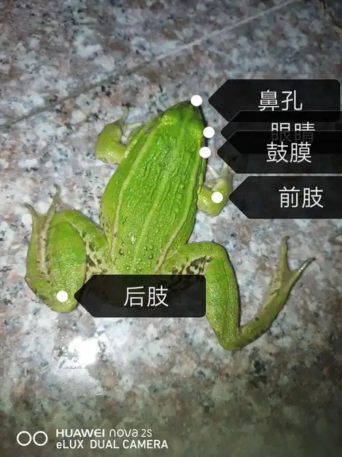 生物作业—青蛙