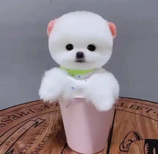 🐶北京的迷你宠物