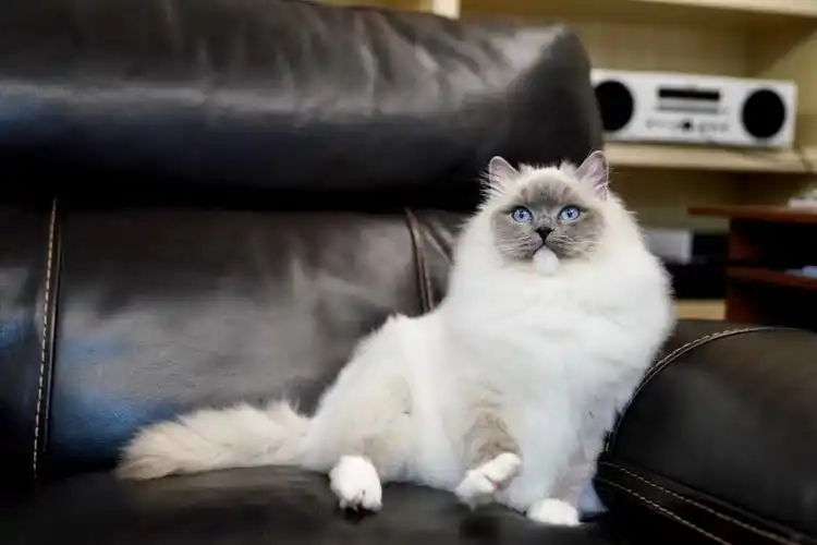 蓝手套布偶猫,这可爱又搞笑的小脸儿,着迷… - 堆糖,美图壁纸兴趣社区