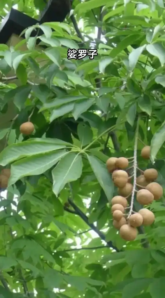 药材鉴别.娑罗子 #植物科普 #一日一植物 #药用植物 #中 - 抖音
