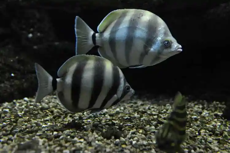 色彩鲜艳的热带鱼和海底生物