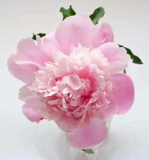 粉色,牡丹,花,白色背景,背景