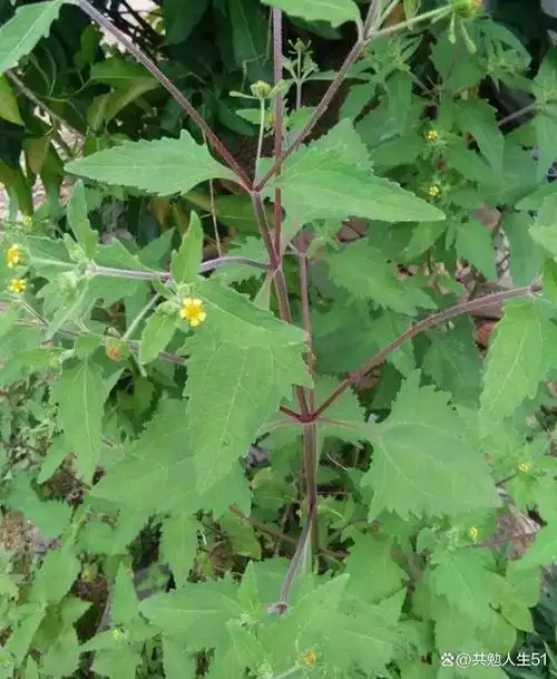 药用植物一豨莶草