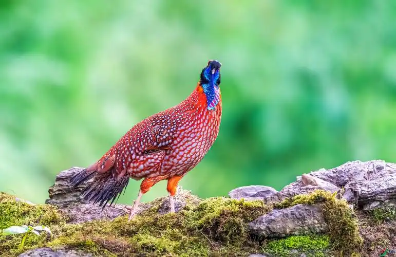 [林鸟] 红腹角雉--- (祝贺老师作品荣获vip综合精华)