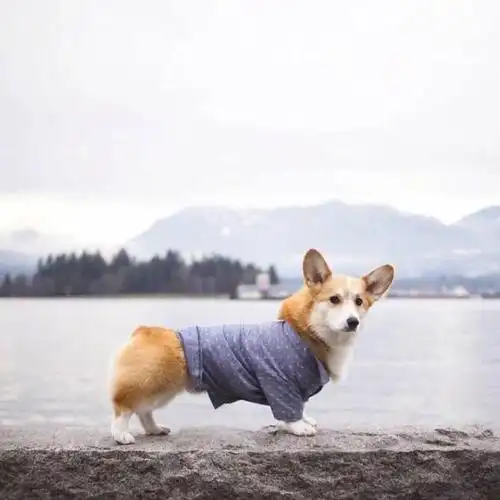 短腿小柯基卖萌可爱微信头像