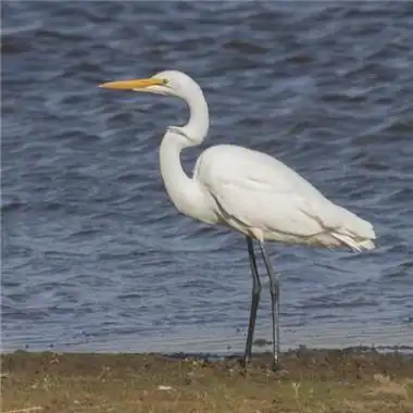 仙鹤qq头像洁白美丽的白鹭高清图片