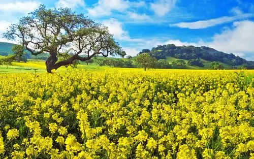 唯美春日花海风景桌面壁纸
