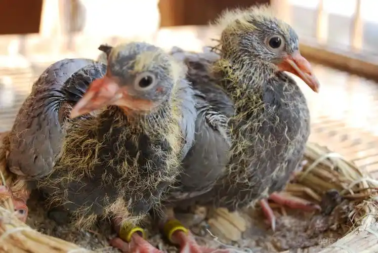 晒晒我准备送公棚的小鸽子图文