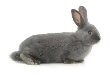 灰兔子图片