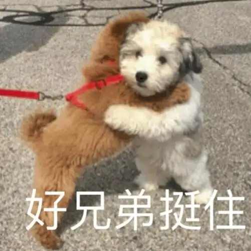 好兄弟挺住 - 奇奇怪怪动物表情包_斗图表情