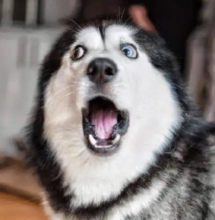 搞笑 哈士奇 汪星人 沙雕 表情包