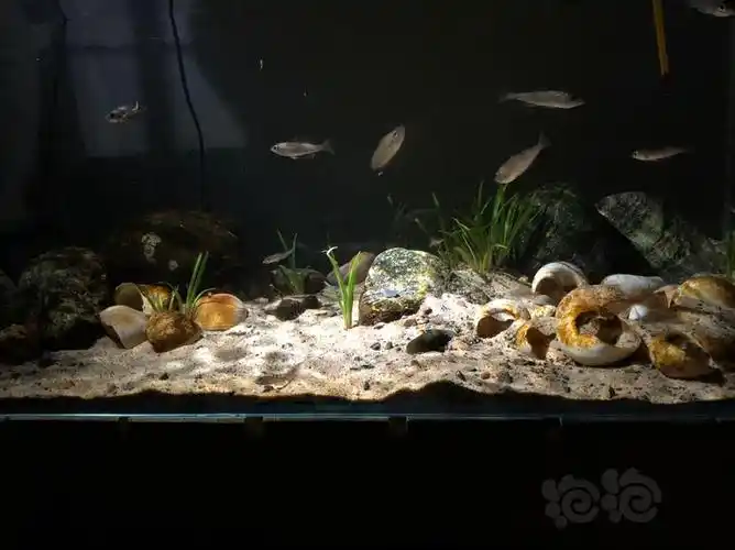 三湖慈鲷泡泡新人发鱼卷贝缸坦干依喀原生造景