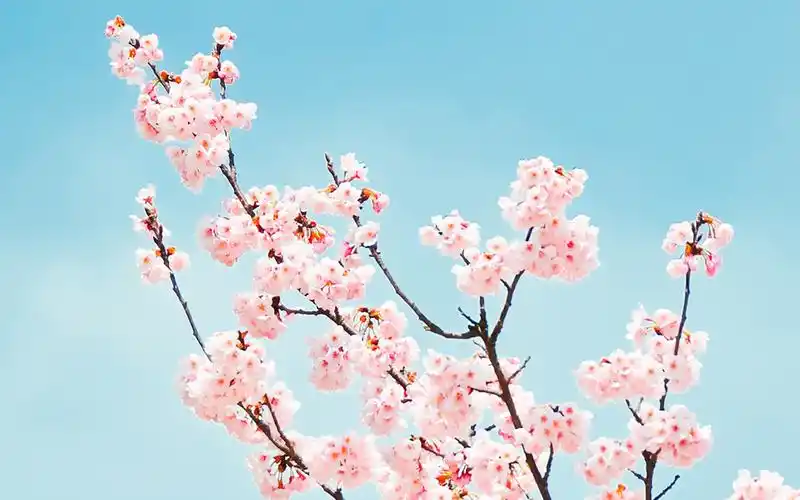 小清新淡雅景物壁纸_清清爽爽的护眼风景