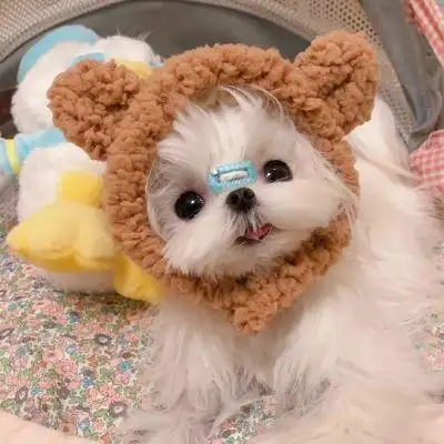 狗狗头像可爱治愈,高清超萌的可爱治愈狗狗动物头像图片_动物头像