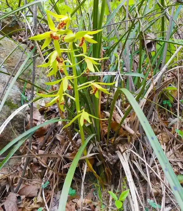 野生兰花 #兰花欣赏 #植物科普 #兰花 #奇花异草 - 抖音