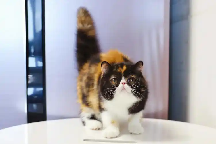 三花妹妹超级万能颜色哦加菲猫幼崽