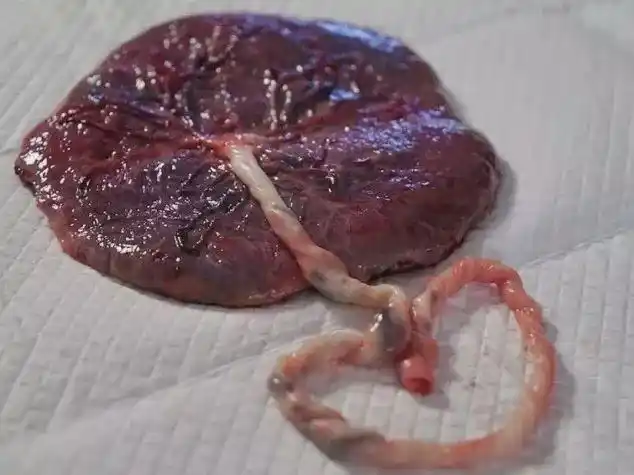 不吹不黑,吃胎盘实际上是大多数哺乳动物的本能.