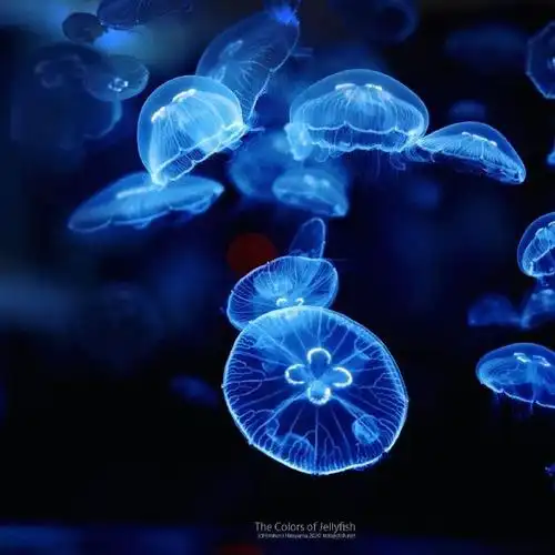 摄影师镜头下水母特写的美～#摄影v计划